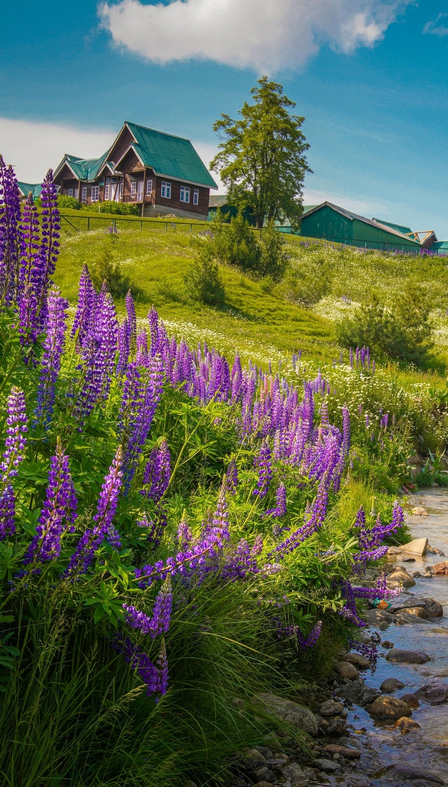 Gulmarg_Valley