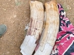 Elephant tusks seized from the smugglers. (HT Photo/ Sourced)(Representative image) Elephant tusks seized from the smugglers. (HT Photo/ Sourced)(Representative image)