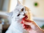 Check out tips for preventing common cat health issues through proper diet.