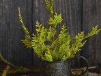 thuja_tree