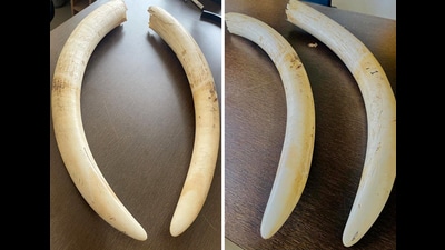 Directorate of Revenue (DRI) officers have busted a syndicate’s efforts to illicitly trade elephant tusks along with arrest of seven accused and recovery of two elephant tusks, totaling 6.8 kg, on Wednesday. (ANI) Directorate of Revenue (DRI) officers have busted a syndicate’s efforts to illicitly trade elephant tusks along with arrest of seven accused and recovery of two elephant tusks, totaling 6.8 kg, on Wednesday. (ANI)