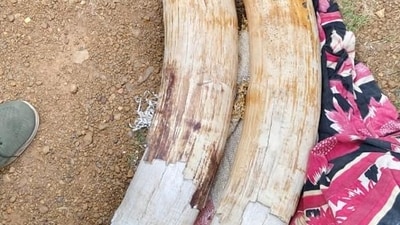 Elephant tusks seized from the smugglers. (HT Photo/ Sourced)(Representative image) Elephant tusks seized from the smugglers. (HT Photo/ Sourced)(Representative image)