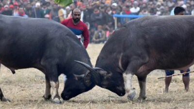 The high court had asked to halt the unauthorised buffalo fights in the state on a plea filed by PETA (Representative Photo)