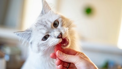 Check out tips for preventing common cat health issues through proper diet. (Unsplash) Check out tips for preventing common cat health issues through proper diet. (Unsplash)