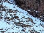 A snow leopard walks in a mountainside on the outskirts of Leh in Ladakh region on Friday. (AFP)