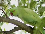While parrot fever symptoms in people can vary significantly, they frequently include fever, headache, chills, muscle pains, coughing, dyspnoea, and symptoms similar to pneumonia. 