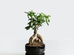 bonsai_cover