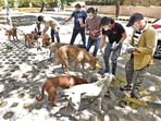 After Delhi HC's remark that feeding dogs is making them territorial, animal rights activists and feeders and lawyers weigh in on the statement.