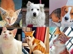 Meet the animals in Delhi-NCR, who are searching for forever homes. Meet the animals in Delhi-NCR, who are searching for forever homes.