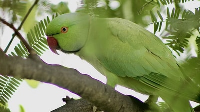 While parrot fever symptoms in people can vary significantly, they frequently include fever, headache, chills, muscle pains, coughing, dyspnoea, and symptoms similar to pneumonia. (Unsplash) While parrot fever symptoms in people can vary significantly, they frequently include fever, headache, chills, muscle pains, coughing, dyspnoea, and symptoms similar to pneumonia. (Unsplash)