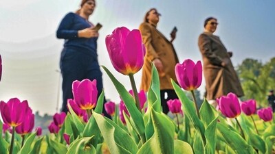 Nearly three lakh tulips have been planted in shades of white, pink, yellow, orange, purple and black for this year's festival. (Photo: Manvender Vashist Lav/PTI)