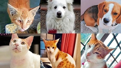 Meet the animals in Delhi-NCR, who are searching for forever homes.