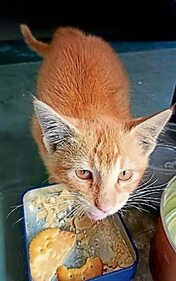 Simba is a friendly but shy kitten, currently living in a parking lot.