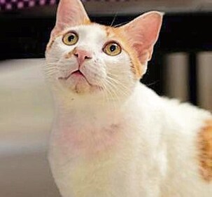 Suki is a charming boy who becomes fast friends with other animals with much ease.