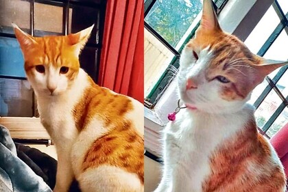 Coco and Melon are brothers whose only aim is to get scritches and treats.