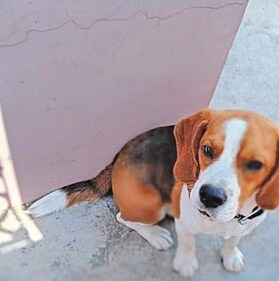 Oreo is the perfect pal for anyone seeking an active lifestyle.