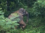 A woman of Kusumundi village in Sundargarh district was trampled to death by a tusker on Saturday. (AP) A woman of Kusumundi village in Sundargarh district was trampled to death by a tusker on Saturday. (AP)