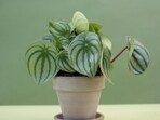 Watermelon_peperomia_plant