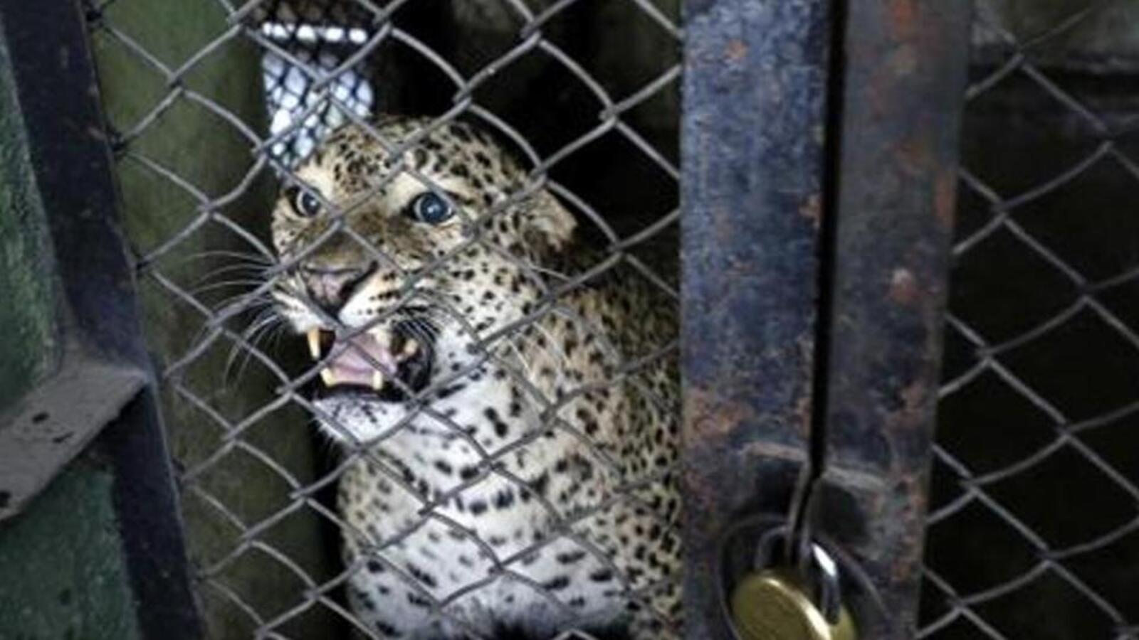 Joint committee to visit Pune's Katraj Zoo on March 11 - Vimarsana News