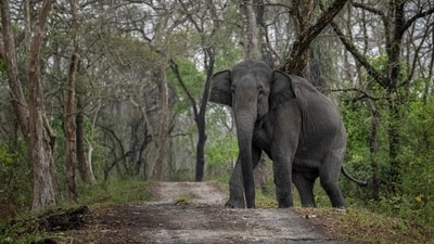 Elephant enters residential locality in Karnataka's Kodagu dist, triggers panic. (Pic for representation)