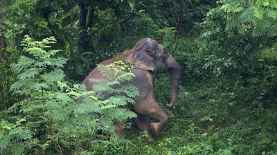 A woman of Kusumundi village in Sundargarh district was trampled to death by a tusker on Saturday. (AP) A woman of Kusumundi village in Sundargarh district was trampled to death by a tusker on Saturday. (AP)