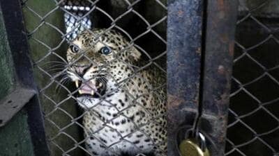 An eight-year-old leopard named Sachin escaped from the quarantine facility, Wild Animal Rescue and Rehabilitation Centre, at around 3-5 am. (REPRESENTATIVE PHOTO) An eight-year-old leopard named Sachin escaped from the quarantine facility, Wild Animal Rescue and Rehabilitation Centre, at around 3-5 am. (REPRESENTATIVE PHOTO)