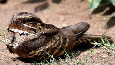 For those who savour glimpses of rare birds from the comfort of balconies or while lounging in the lawns deep in the cities, there are few catches as special as the Long-tailed nightjar, Indian pitta and Asian paradise flycatcher. (Credit: Vikas Salil Sharma) For those who savour glimpses of rare birds from the comfort of balconies or while lounging in the lawns deep in the cities, there are few catches as special as the Long-tailed nightjar, Indian pitta and Asian paradise flycatcher. (Credit: Vikas Salil Sharma)
