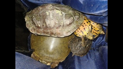 Forest department of Thane district has seized two trucks from Padghe Village near bhiwandi whice were smuggling 48 parakeets and seven turtles,in Thane, in Mumbai, India, on, Saturday. (Praful Gangurde / HT Photo) Forest department of Thane district has seized two trucks from Padghe Village near bhiwandi whice were smuggling 48 parakeets and seven turtles,in Thane, in Mumbai, India, on, Saturday. (Praful Gangurde / HT Photo)