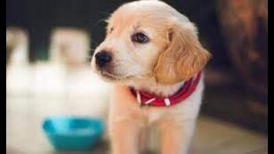 MC official said that the impounded dogs will be handed over to the animal husbandry department and fine will be imposed on the owner. (HT PHOTO)
