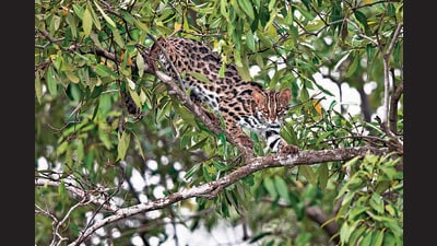 The leopard cat is often mistaken for a leopard. (Shutterstock) The leopard cat is often mistaken for a leopard. (Shutterstock)