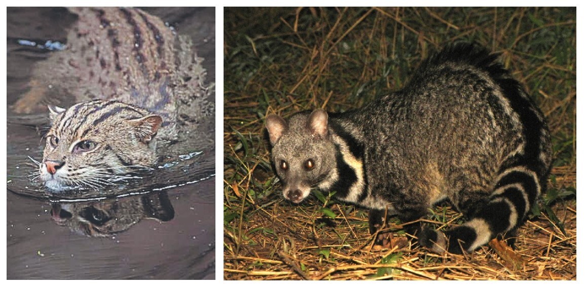 All 11 species of wild small cats in India feature on the IUCN Red List of threatened species globally. Among the threats faced by the fishing cat (above left) is that it is sometimes mistaken for a civet (above right), which is hunted for its meat. (Shutterstock; Rohit Naniwadekar) All 11 species of wild small cats in India feature on the IUCN Red List of threatened species globally. Among the threats faced by the fishing cat (above left) is that it is sometimes mistaken for a civet (above right), which is hunted for its meat. (Shutterstock; Rohit Naniwadekar)