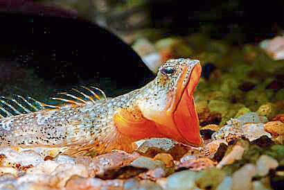 A male redneck goby, which uses its gaping jaw to fight off other males. (Beta Mahatvaraj)