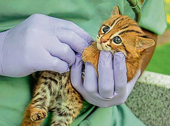 A rusty spotted kitten that was mistaken for a leopard cub is medically examined before being reunited with its mother. (Wildlife SOS) A rusty spotted kitten that was mistaken for a leopard cub is medically examined before being reunited with its mother. (Wildlife SOS)