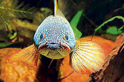The barca snakehead. (Beta Mahatvaraj)