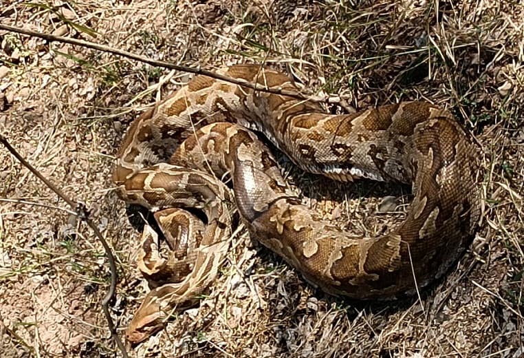 The scrub jungles of the Sukhna Lake Nature Trail and Sukhna Wildlife sanctuary host a good number of Indian Rock pythons, with a viable breeding population. (HT Photo) The scrub jungles of the Sukhna Lake Nature Trail and Sukhna Wildlife sanctuary host a good number of Indian Rock pythons, with a viable breeding population. (HT Photo)