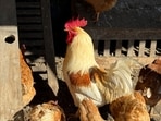 In the US, avian flu has been common among wild birds, particularly poultry, with over 82 million animals affected in 48 states. In the US, avian flu has been common among wild birds, particularly poultry, with over 82 million animals affected in 48 states.