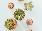 Succulent