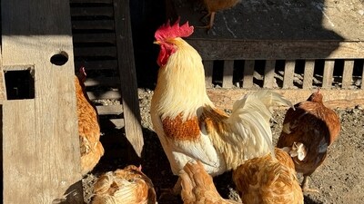 In the US, avian flu has been common among wild birds, particularly poultry, with over 82 million animals affected in 48 states. (AP) In the US, avian flu has been common among wild birds, particularly poultry, with over 82 million animals affected in 48 states. (AP)