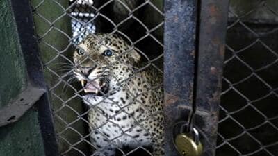 The alleged inefficient handling of the zoo once again came to the fore last week during the early hours of March 4 when an eight-year-old male leopard escaped from his enclosure at the rescue and rehabilitation centre. (HT PHOTO) The alleged inefficient handling of the zoo once again came to the fore last week during the early hours of March 4 when an eight-year-old male leopard escaped from his enclosure at the rescue and rehabilitation centre. (HT PHOTO)