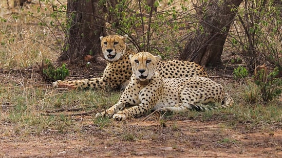 Cheetahs seen at Kuno National Park (KNP) in Madhya Pradesh's Sheopur district. (PTI)