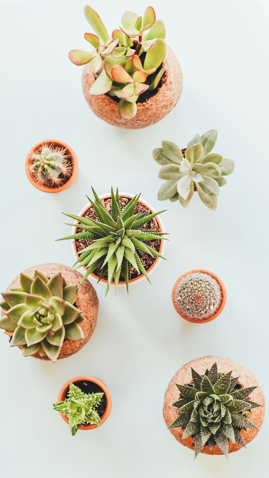 Succulent