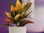 croton_-_unsplash