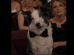 Oscars 2024: Messi played Snoop in the film Anatomy of a Fall. 