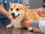 Changes in weight and behaviour of your pet can indicate underlying health issues. Changes in weight and behaviour of your pet can indicate underlying health issues.