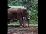 The image shows the elephant cleaning its toe using a stick. 