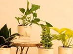 Best house plants can help purify the air by absorbing toxins in the environment