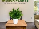 Best artificial plants for office require minimum maintenance while ensuring a vibrant space.