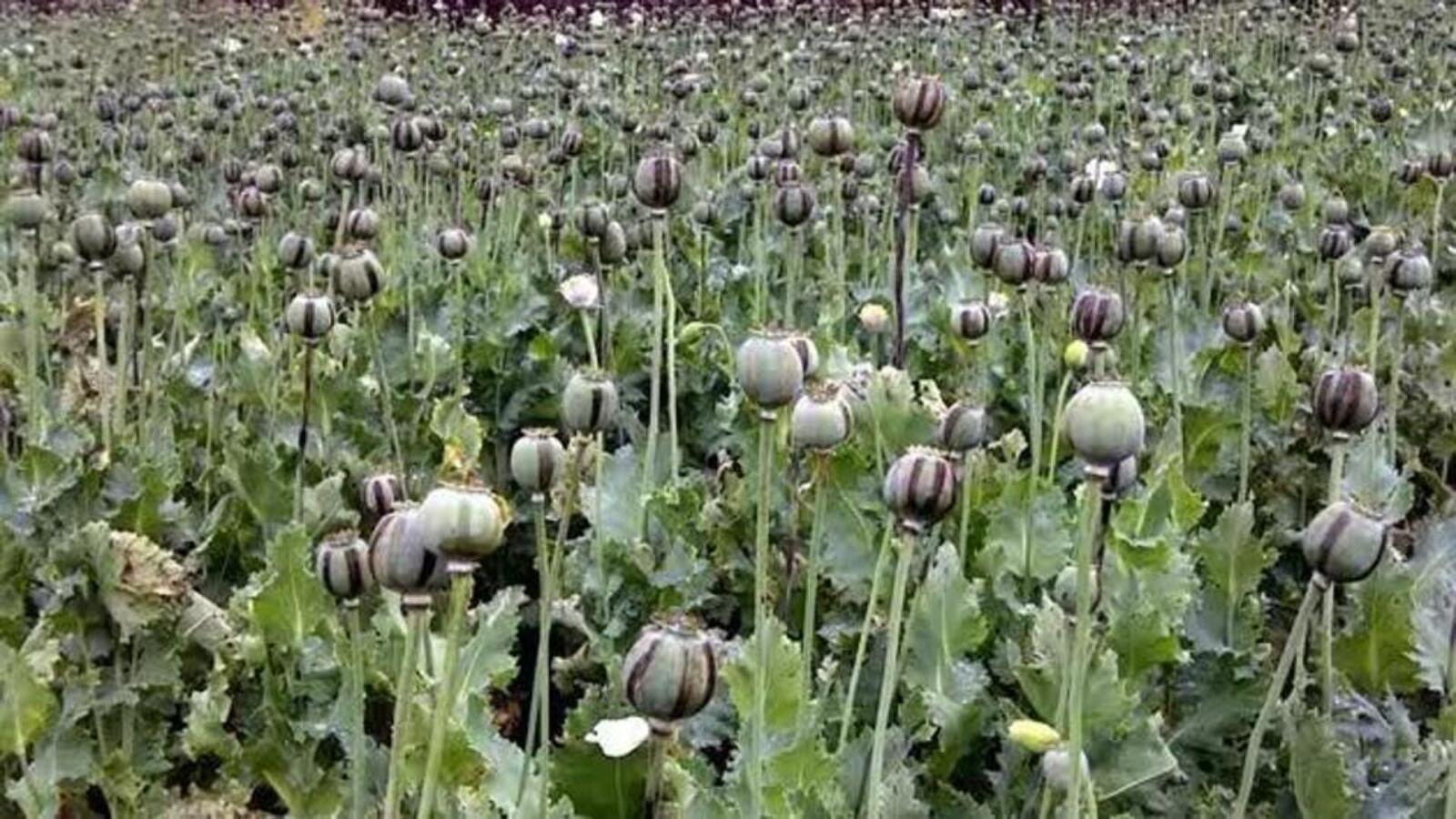 Odisha police destroy opium plants of over ₹10 Cr in Similipal tiger reserve - Vimarsana News