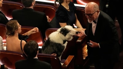 Low: Messi the Dog's Pre-Taped Appearance: The revelation that Messi the dog's appearance was pre-taped brought a moment of disappointment, highlighting the intricacies of production behind seemingly spontaneous moments at the Oscars. (AP) Low: Messi the Dog's Pre-Taped Appearance: The revelation that Messi the dog's appearance was pre-taped brought a moment of disappointment, highlighting the intricacies of production behind seemingly spontaneous moments at the Oscars. (AP)
