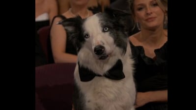 Oscars 2024: Messi played Snoop in the film Anatomy of a Fall. (X/@KTSylar) Oscars 2024: Messi played Snoop in the film Anatomy of a Fall. (X/@KTSylar)